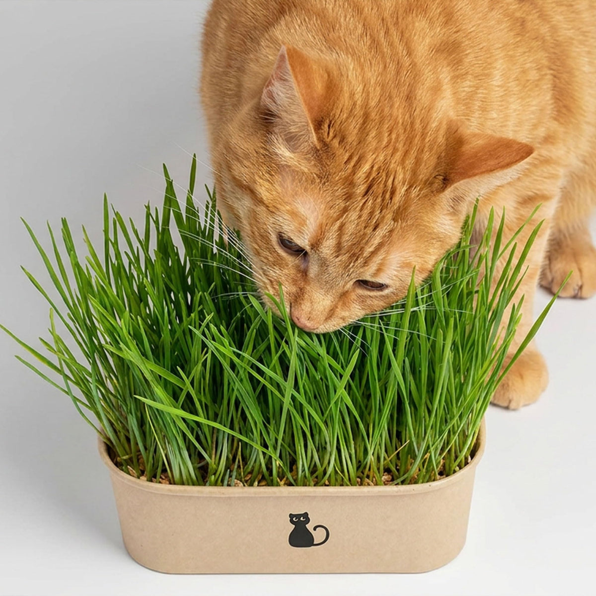 4-Batch Indoor Cat Grass Grow Kit with Containers, Soil Disks & Seeds D79820